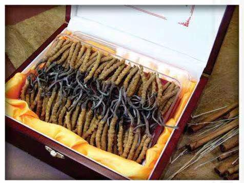 宜良冬虫夏草回收